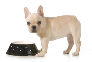 dog eating - french bulldog puppy eating out of a bowl isolated on white background